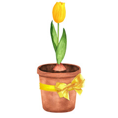 Hand-drawn watercolor illustration. A flowerpot decorated with yellow ribbon with a bow and with planted yellow tulip