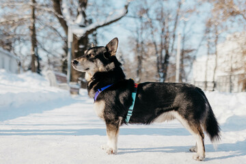 A dog in profile against the background of snow