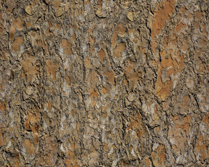 Pattern and structure of pine bark. Detail shot. - 757455780