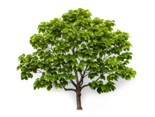 catalpa tree isolated on transparent background, transparency image, removed background