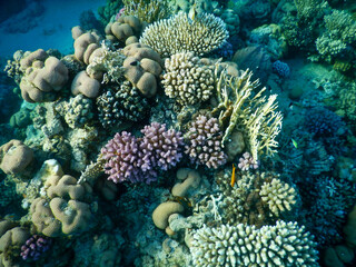 wonderful coral reef life - 757458353