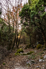 autumn in the forest