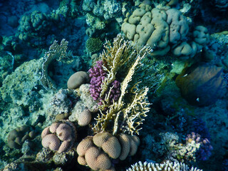 wonderful coral reef life - 757458359