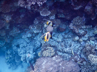 wonderful coral reef life