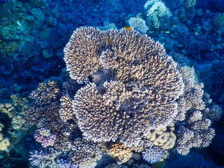 wonderful coral reef life - 757458363