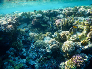 wonderful coral reef life - 757458370