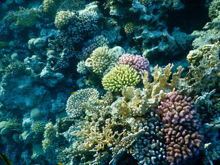 wonderful coral reef life - 757458372