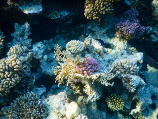Naklejka na ściany i meble wonderful coral reef life
