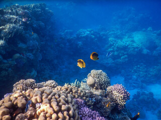 wonderful coral reef life - 757458387