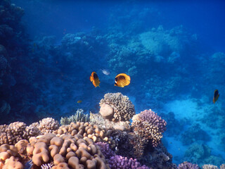 wonderful coral reef life - 757458394