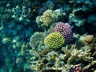 Naklejka na ściany i meble wonderful coral reef life