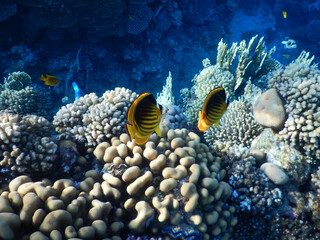 wonderful coral reef life - 757458397