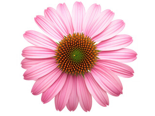 pink big flower isolated on transparent background, transparency image, removed background