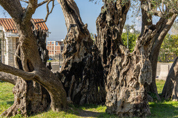 old tree in the park