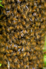 Close-up of a ground bee colony