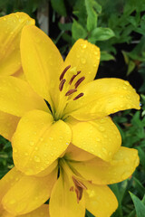 Fototapeta premium Lily flower. Gardening. A flowering plant. A greeting card