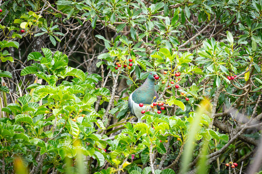 New Zealand wood pigeon in puriri tree with red berries