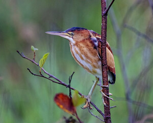 Big Toes - A female Least Bittern clings tightly to a slender vertical branch. Ontario