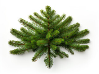 fir tree isolated on transparent background, transparency image, removed background