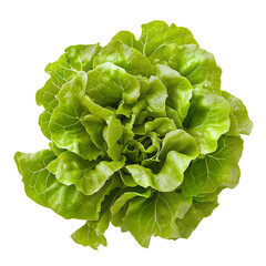 Vibrant Green Romaine Lettuce Head - Healthy Salad Ingredient for Culinary and Lifestyle Designs - Isolated on a Transparent Background