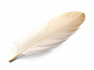 feather isolated on transparent background, transparency image, removed background