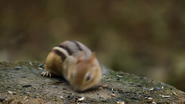 Chipmunk in the wild close up