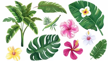 Foto op Canvas Vector set of tropical leaves. Palm, banana leaf, hibiscus, plumeria flowers  © Azad