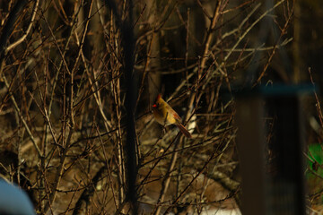 This beautiful female cardinal is perched in the branches of the tree. The limbs are without leaves...