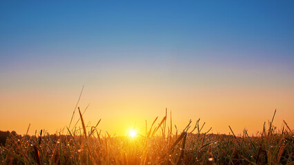 Dew on the grass on a sunny summer morning in the field. Selective focus.