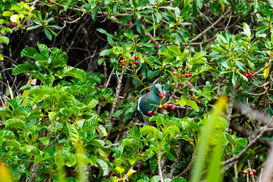 New Zealand wood pigeon in puriri tree with red berries