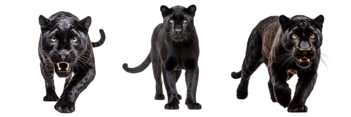 Tischdecke Collection of black panthers isolated on transparent or white background © Luckyphotos