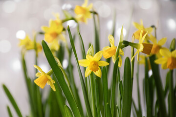 Flowerbed with yellow daffodils.