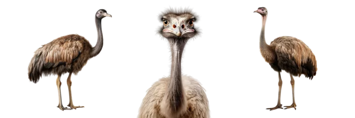 Foto op Plexiglas Collection of ostriches isolated on transparent or white background © Luckyphotos