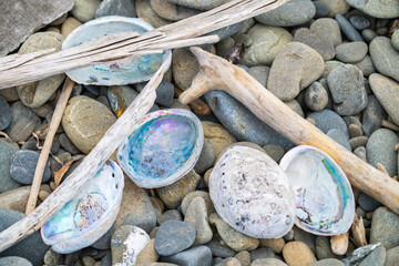 Sticks and stones and shells lying on beach