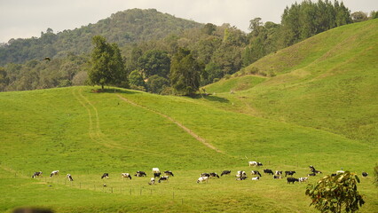 cows  in the country house