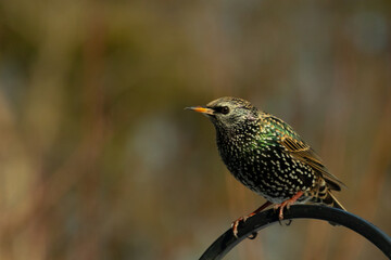 This starling is perched on the black metal rod getting ready to fly. The beautiful colors on the feathers shine like a rainbow or oil in water. The white speckles look like stars.