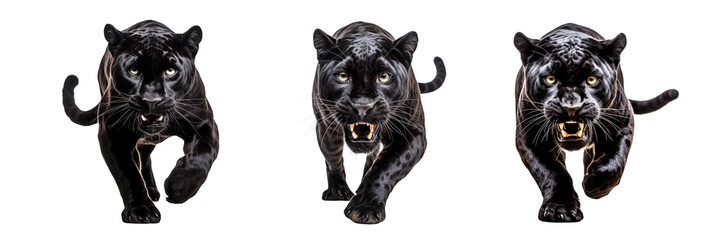 Collection of black panthers isolated on transparent or white background