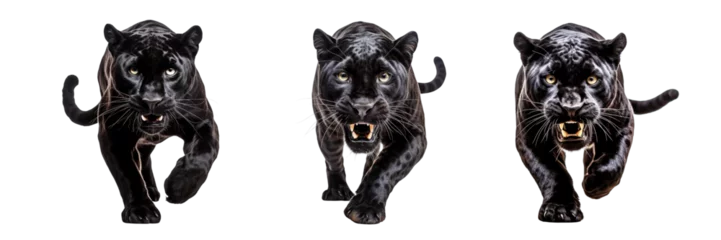 Plexiglas foto achterwand Collection of black panthers isolated on transparent or white background © Luckyphotos