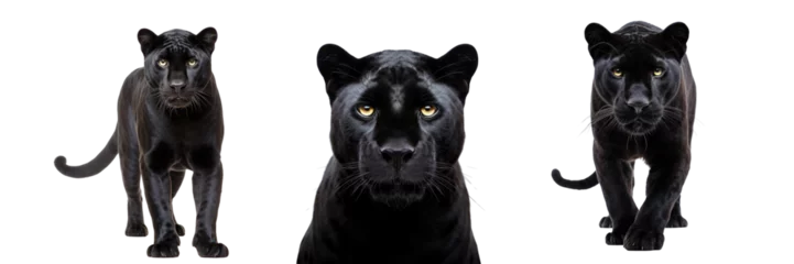 Poster Collection of black panthers isolated on transparent or white background © Luckyphotos