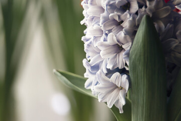 Obraz premium spring flowers hyacinth close-up