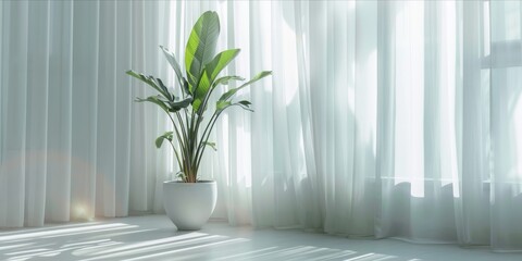 Potted plant in a bright, minimalist room with curtains.