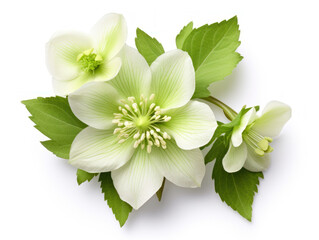 Hellebore isolated on transparent background, transparency image, removed background