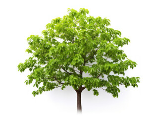 hornbeam tree isolated on transparent background, transparency image, removed background