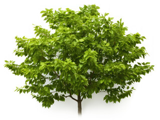 hornbeam tree isolated on transparent background, transparency image, removed background