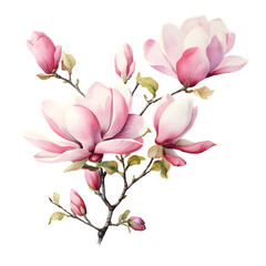Watercolor beautiful realistic branch of a pink magnolia flowers with leaves, vintage PNG illustration isolated on transparent background. Digital AI generated art