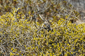 An Bearded Dragon (Pogona) in a bush in Kalbarri National Park, Western Australia
