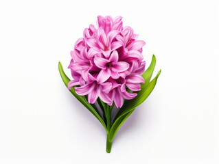Hyacinth flower isolated on transparent background, transparency image, removed background