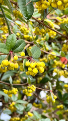 Berberis. Barberry tree with yellow flowers in early spring.