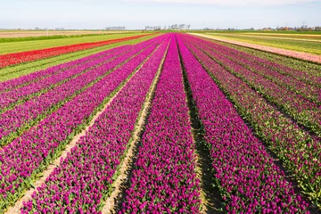 Gordijnen Blooming tulip fields from a bird's eye view in the Netherlands  © fotografci