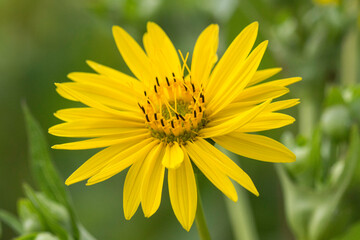 Blüte einer Silphie